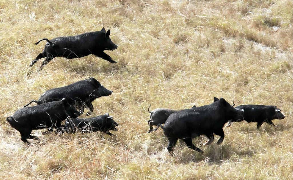 Damage from wild pigs is just one of many biosecurity issues dogging farmers on the Southern Downs and other farming regions.